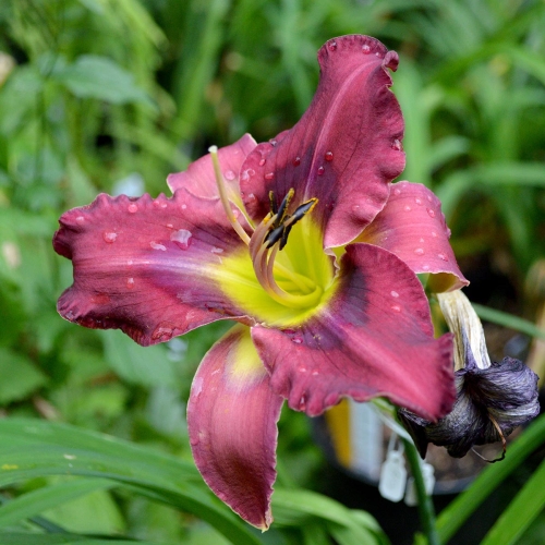 Daylily-Duluth-M577B-1200x-DSC 0434