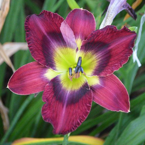 Daylily-Duluth-M577B-1200x-DSC 0463