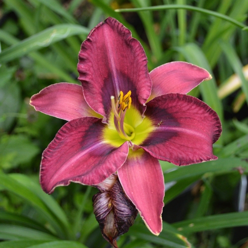 Daylily-Duluth-M577B-1200x-DSC 0599