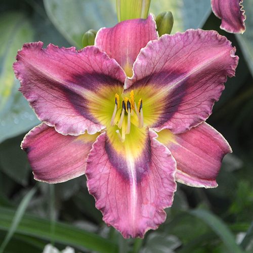 Daylily-Duluth-M577B-1200x-DSC 0620