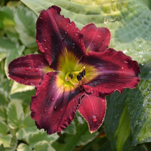 Daylily-Duluth-M577B-1200x-DSC 0653