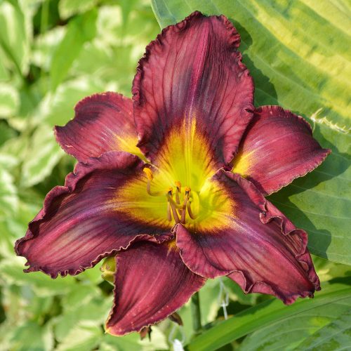 Daylily-Duluth-M577B-1200x-DSC 0764