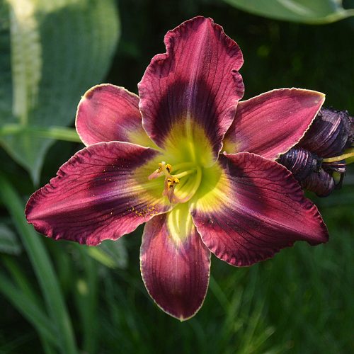 Daylily-Duluth-M577B-1200x-DSC 0793