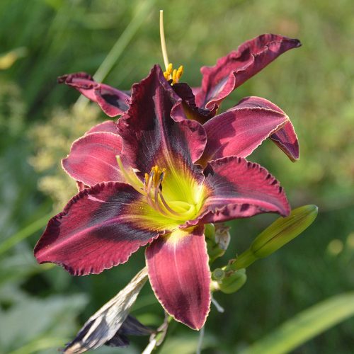 Daylily-Duluth-M577B-1200x-DSC 0824