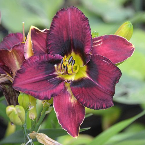 Daylily-Duluth-M577B-1200x-DSC 0874