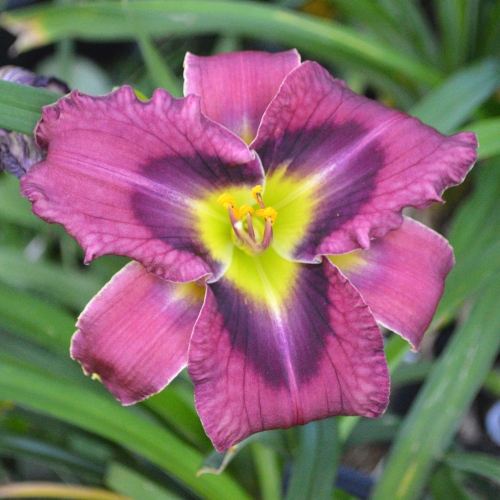 Daylily-Duluth-M577B-1200x-DSC 0951