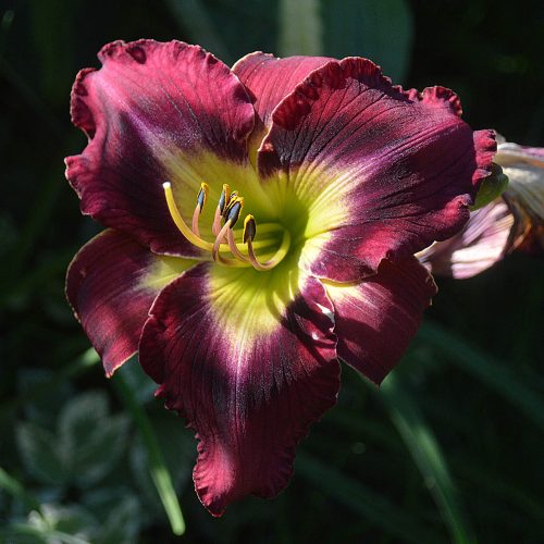 Daylily-Duluth-M577B-1200x-DSC 1071