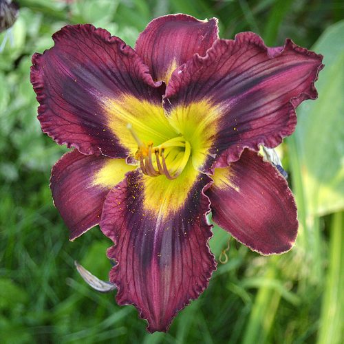 Daylily-Duluth-M577B-1200x-DSC 1141