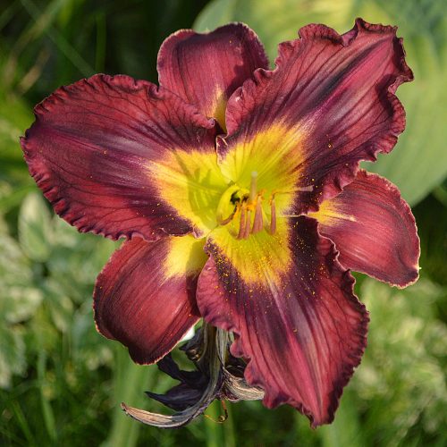 Daylily-Duluth-M577B-1200x-DSC 1145