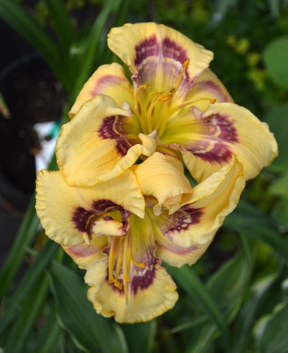 Daylily-Everything-Bagel-1200w-DSC 0019