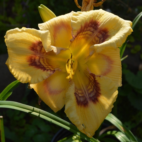 Daylily-Everything-Bagel-1200x-DSC 0016