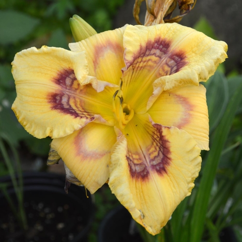 Daylily-Everything-Bagel-1200x-DSC 0017
