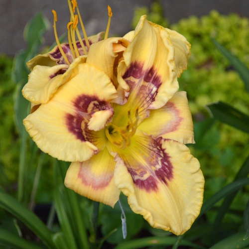 Daylily-Everything-Bagel-1200x-DSC 0017a