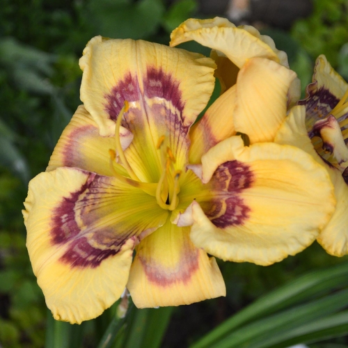 Daylily (Hemerocallis) Everything Bagel