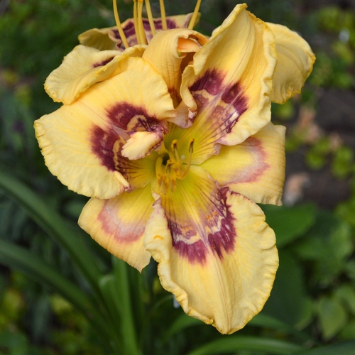 Daylily-Everything-Bagel-1200x-DSC 0029