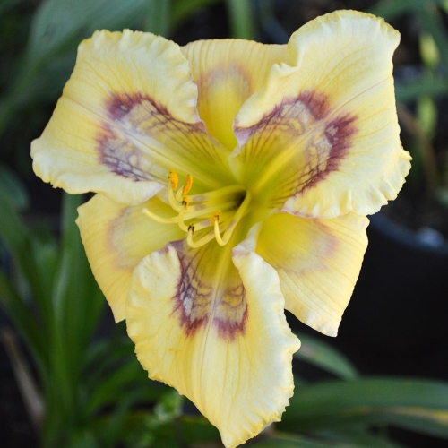 Daylily-Everything-Bagel-1200x-DSC 0386