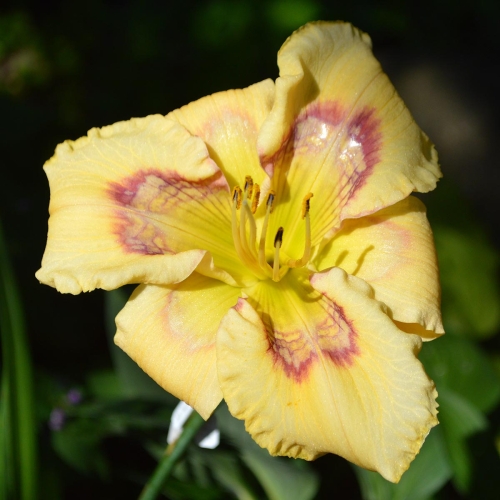 Daylily-Everything-Bagel-1200x-DSC 0389