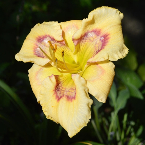 Daylily-Everything-Bagel-1200x-DSC 0395