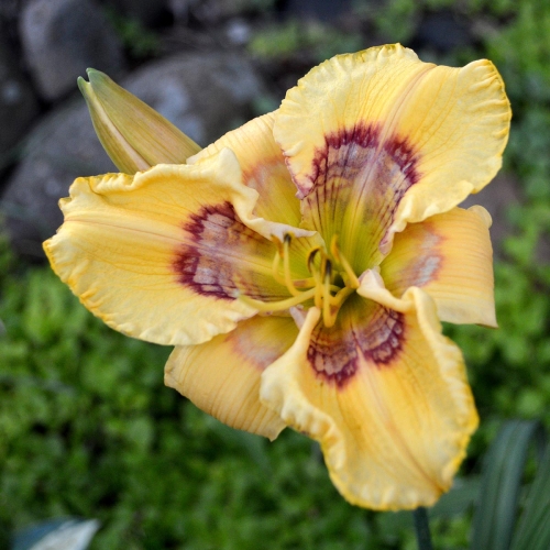Daylily-Everything-Bagel-1200x-DSC 0408