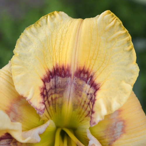 Daylily-Everything-Bagel-1200x-DSC 0410