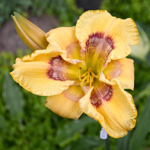 Daylily-Everything-Bagel-1200x-DSC 0475