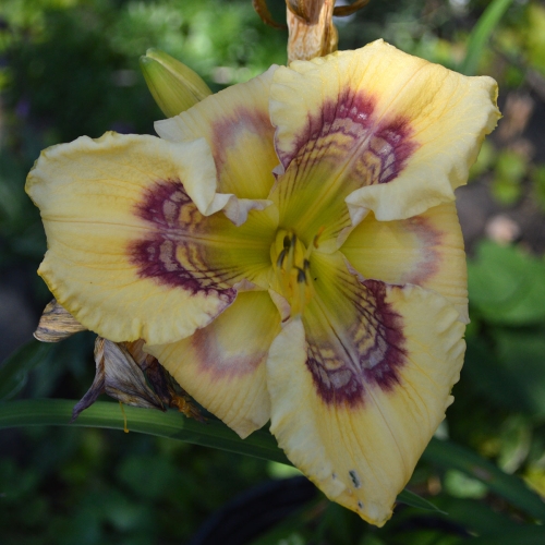 Daylily-Everything-Bagel-1200x-DSC 0679