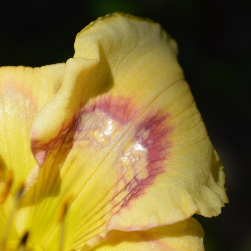 Daylily-Everything-Bagel-petal-1200x-DSC 0390