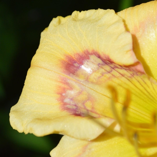 Daylily-Everything-Bagel-petal-1200x-DSC 0392