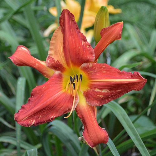 Daylily-Exploision-In-The-Paint-Factory-1200x-DSC 1729