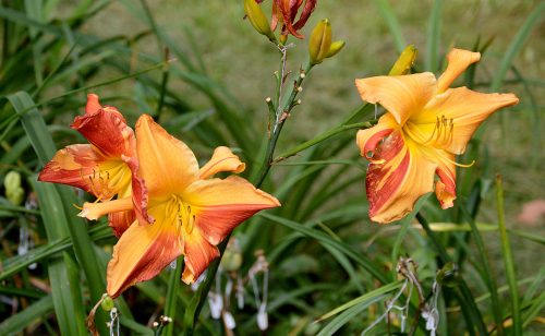 Daylily-Explosion-In-The-Paint-Factory-1200h-DSC 0459