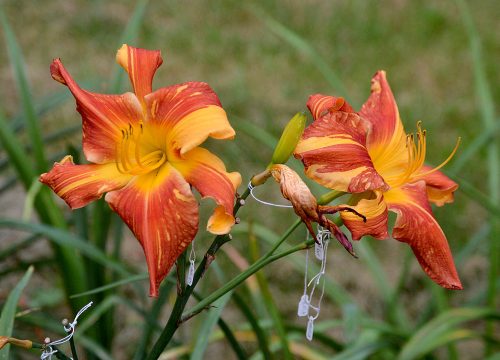 Daylily-Explosion-In-The-Paint-Factory-1200h-DSC 0560