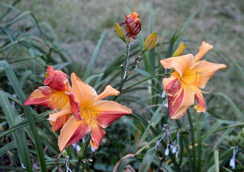 Daylily-Explosion-In-The-Paint-Factory-1200h-DSC 0604