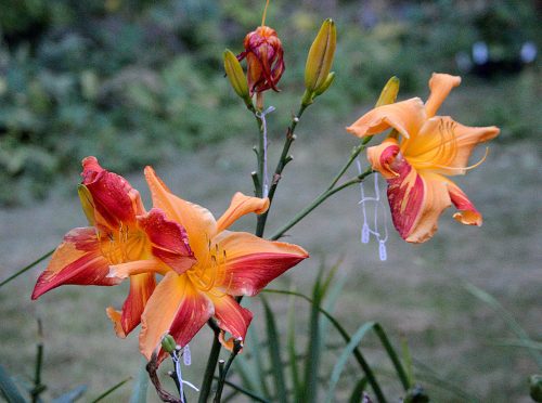 Daylily-Explosion-In-The-Paint-Factory-1200h-DSC 0606