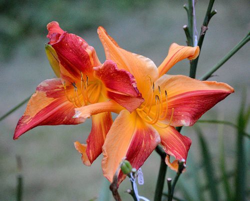 Daylily-Explosion-In-The-Paint-Factory-1200h-DSC 0608