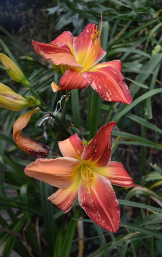 Daylily-Explosion-In-The-Paint-Factory-1200w-DSC 0323