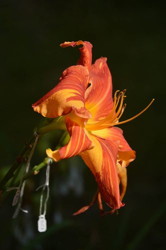 Daylily-Explosion-In-The-Paint-Factory-1200w-DSC 0460-cleaned