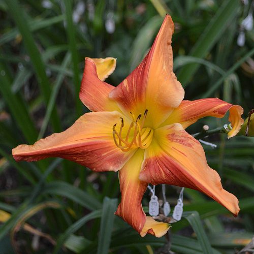 Daylily-Explosion-In-The-Paint-Factory-1200x-DSC 0003
