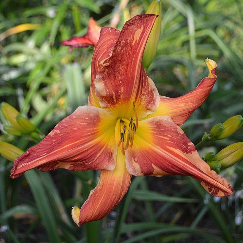 Daylily-Explosion-In-The-Paint-Factory-1200x-DSC 0078