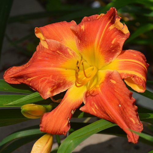 Daylily-Explosion-In-The-Paint-Factory-1200x-DSC 0088