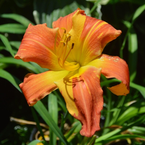 Daylily-Explosion-In-The-Paint-Factory-1200x-DSC 0146