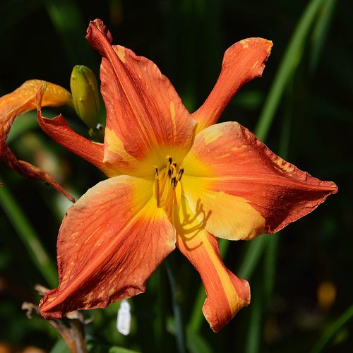 Daylily-Explosion-In-The-Paint-Factory-1200x-DSC 0235