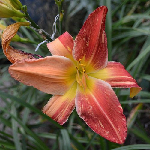 Daylily-Explosion-In-The-Paint-Factory-1200x-DSC 0325