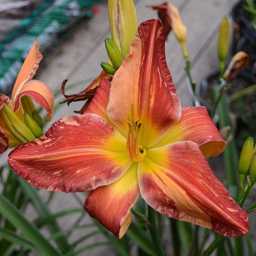 Daylily-Explosion-In-The-Paint-Factory-1200x-DSC 0330