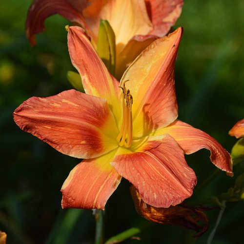 Daylily-Explosion-In-The-Paint-Factory-1200x-DSC 0336
