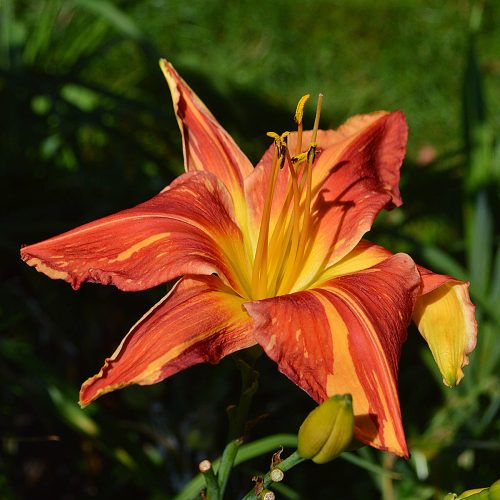Daylily-Explosion-In-The-Paint-Factory-1200x-DSC 0449