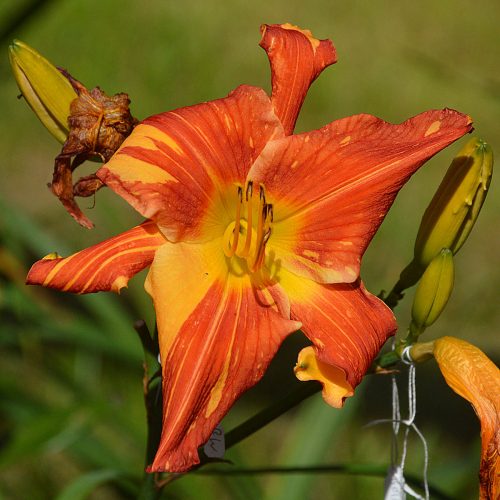 Daylily-Explosion-In-The-Paint-Factory-1200x-DSC 0452