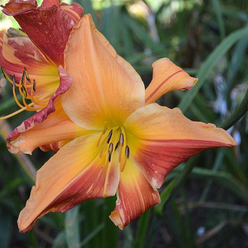 Daylily-Explosion-In-The-Paint-Factory-1200x-DSC 0454