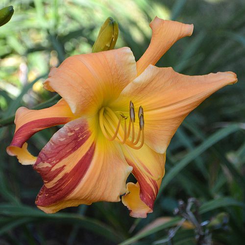Daylily-Explosion-In-The-Paint-Factory-1200x-DSC 0455
