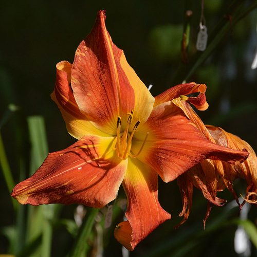 Daylily-Explosion-In-The-Paint-Factory-1200x-DSC 0456