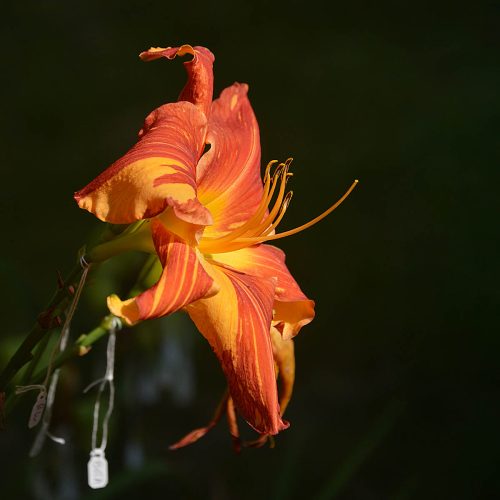 Daylily-Explosion-In-The-Paint-Factory-1200x-DSC 0460-cleaned